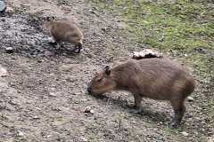 IMG-20250414-WA0030