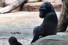 IMG-20250414-WA0031